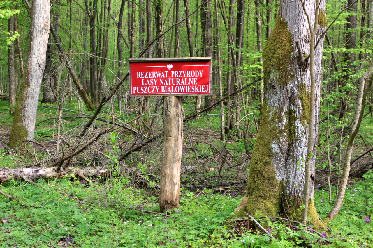 Puszcza Białowieska