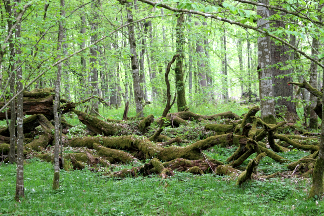 Puszcza Białowieska