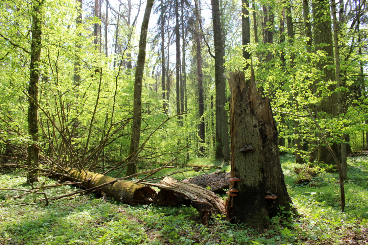 Puszcza Białowieska