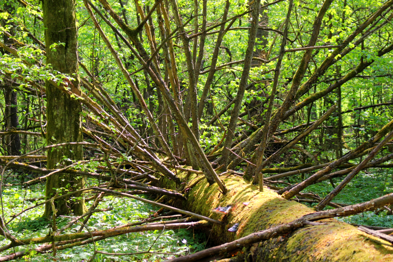 Puszcza Białowieska