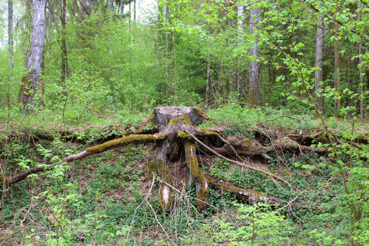 Puszcza Białowieska