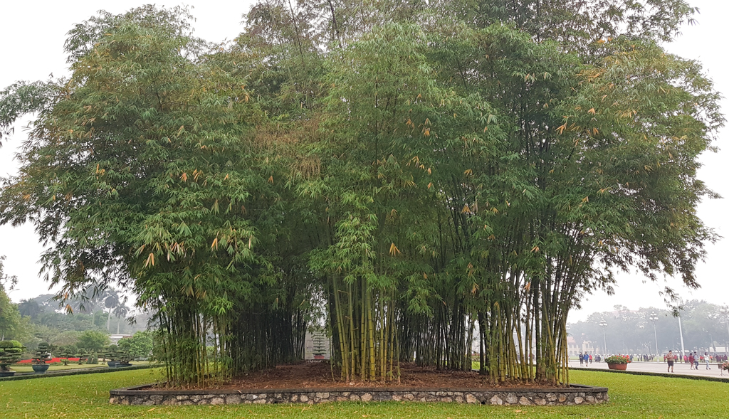 Mini las bambusowy w parku przy Mauzoleum, marzec 2019 r.
